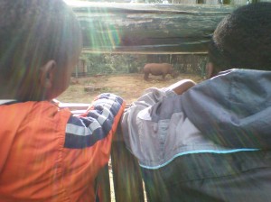 Children viewing a white rhino@Nairobi safari walk